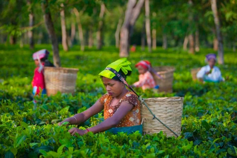 Tea Picking Experience